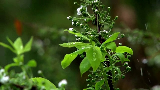 雨天拍摄的野生植物视频素材