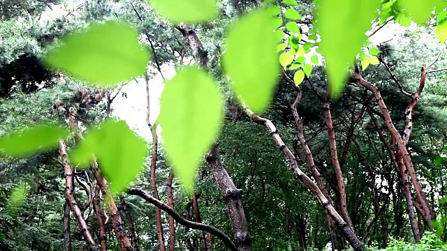 拍摄于江南雪良地区的树木视频素材