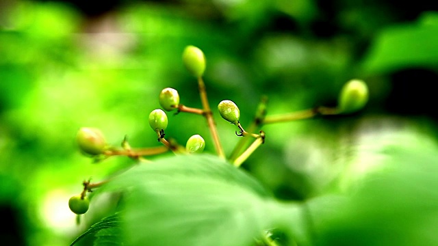 江南雪良地区的野生植物视频素材