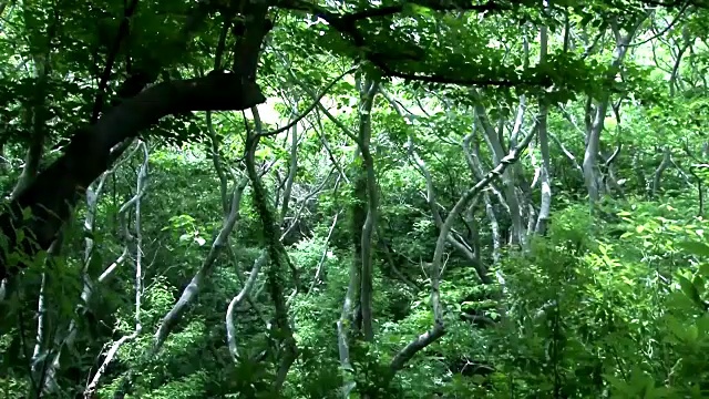 拍摄于济州岛的绿色森林视频素材