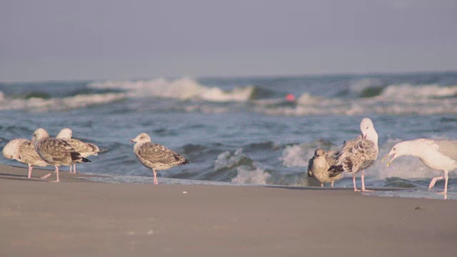 沙滩上的海鸥视频素材