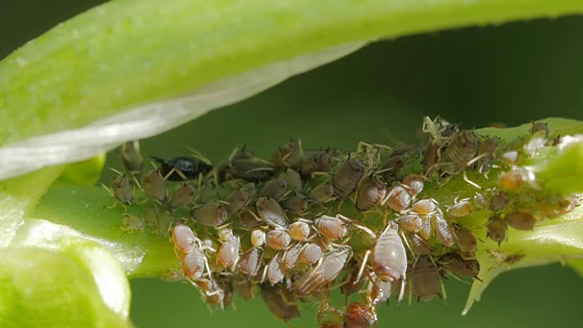 绿色蚜虫以植物的茎为食视频素材