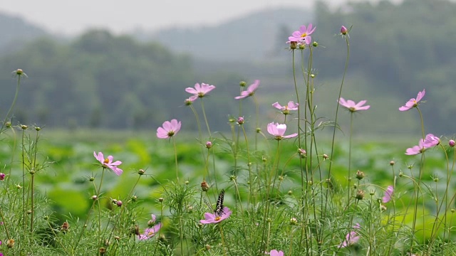 东虎燕尾蝶绕着宇宙花飞舞视频素材