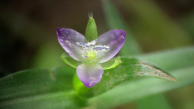 盛开的花朵照片视频素材