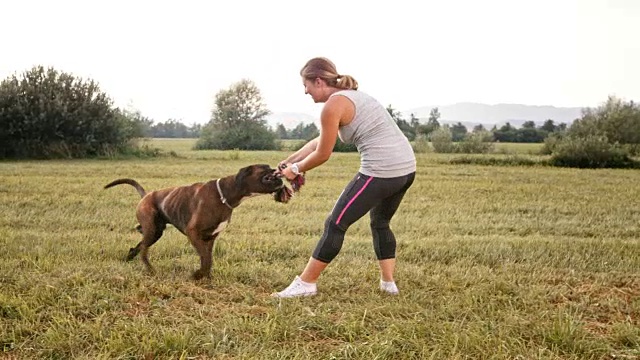 一只名叫SLO MO的拳师犬和他的女主人一起拉绳子视频素材