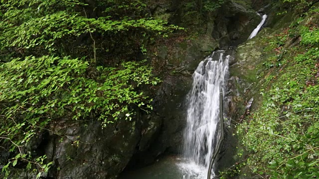 绿林溪流视频素材