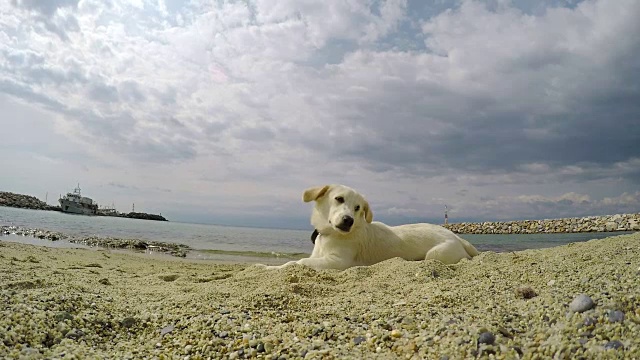 海滩上的狗视频素材