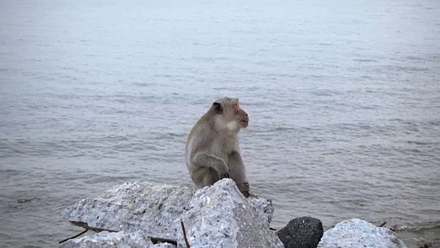 大海背景下的猴子视频下载