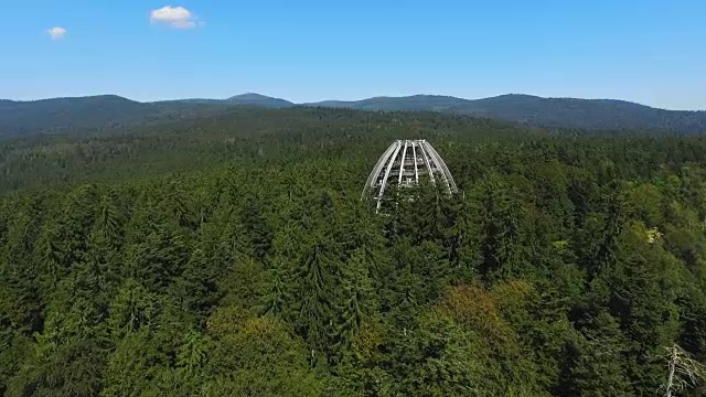 针叶林中的树梢步道视频素材