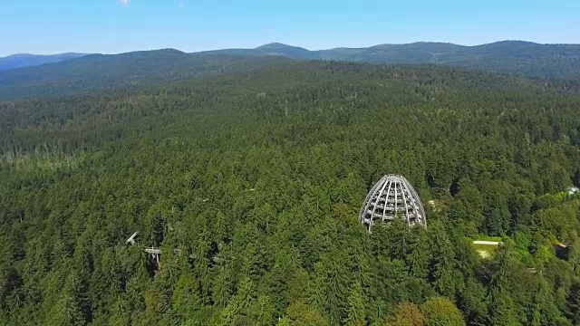 针叶林中的树梢步道视频素材