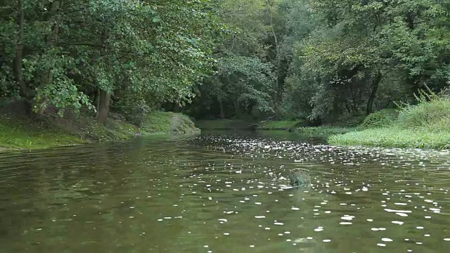 森林中的小河视频素材