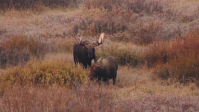 这是一只巨大的公驼鹿(Alces Alces)在秋天的树叶中追赶一头母牛的照片视频素材