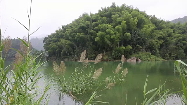 微风在湖边吹得芦苇沙沙作响视频素材