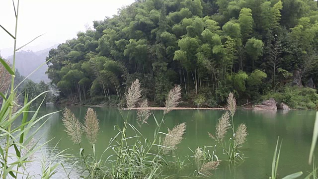 柔弱的芦苇在微风中摇曳，倒映在湖面上视频素材