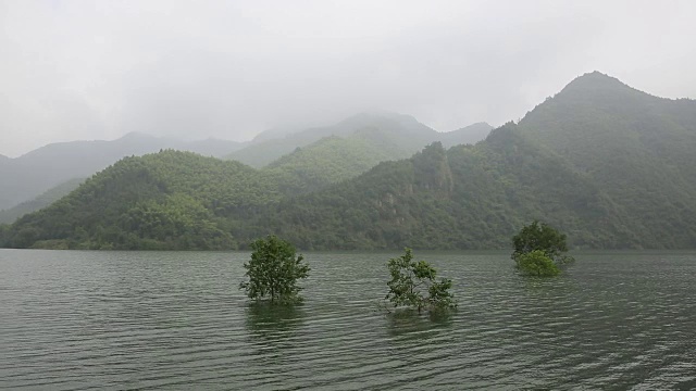 生长在湖泊浅滩上的树木视频素材