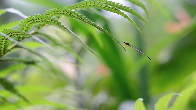 蜻蜓视频素材