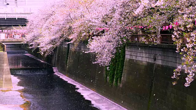 许多樱花从一排排的樱花树飘落到梅黑河。无数的樱花是流动和覆盖目黑河的河水边,变得像一个樱花粉色地毯(Hanaikada)。视频素材