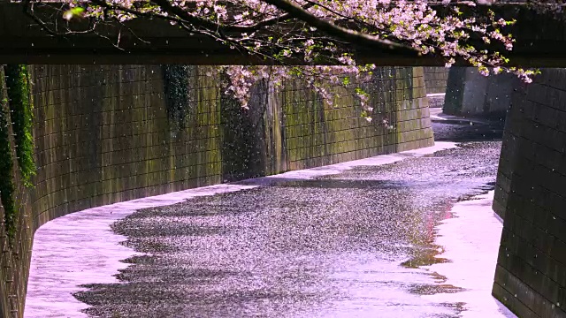 许多樱花从一排排的樱花树飘落到梅黑河。“樱花风暴”(Sakura Fubuki)将成排的樱花树中无数的樱花吹到了目黑河。视频素材