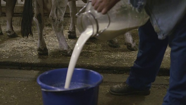 在农场里挤牛奶的资深农民视频素材