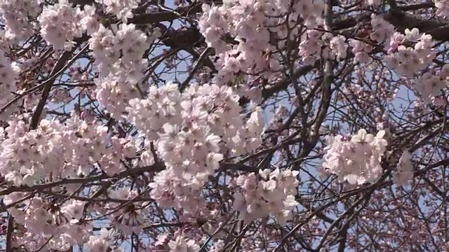 樱花照片视频素材