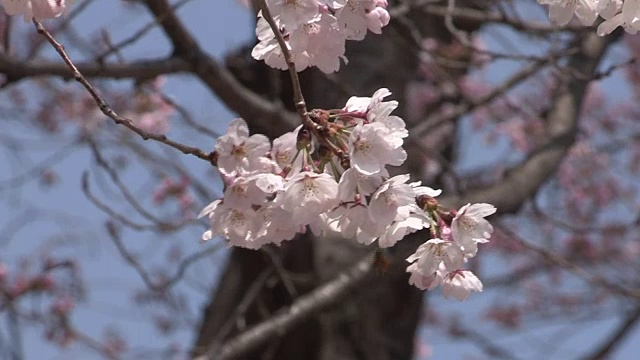 樱花照片视频素材