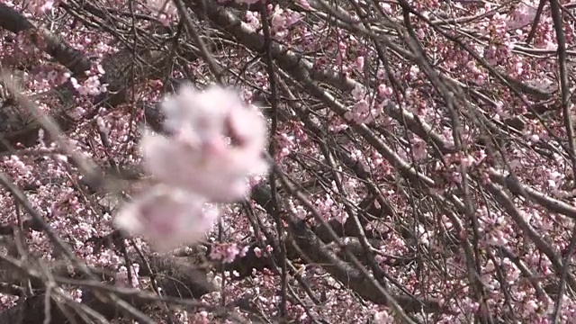 樱花照片视频素材