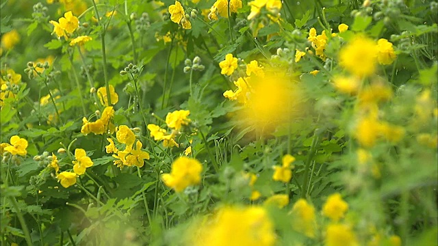 露珠黄色的Gypsophila花视频素材