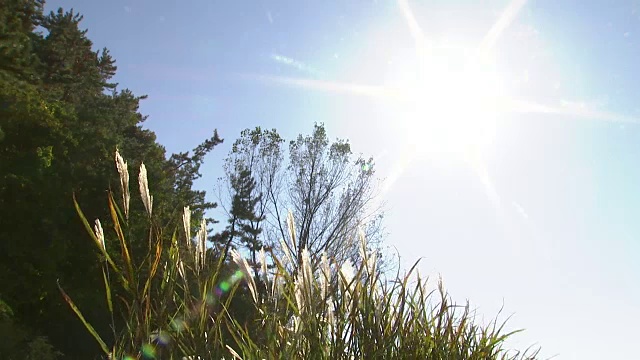 芦笛在顺天门湾国家生态公园拍摄视频素材