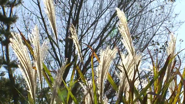 芦笛在顺天门湾国家生态公园拍摄视频素材