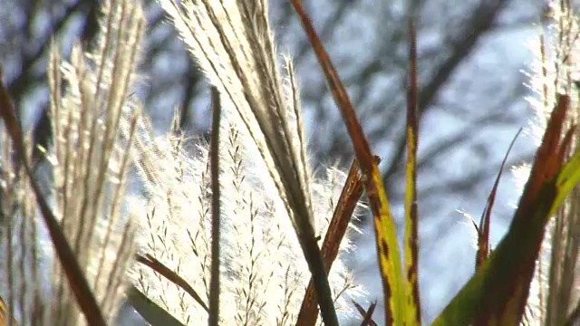 芦笛在顺天门湾国家生态公园拍摄视频素材