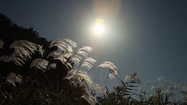 芦笛在顺天门湾国家生态公园拍摄视频素材