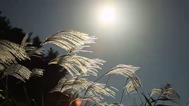 芦笛在顺天门湾国家生态公园拍摄视频素材