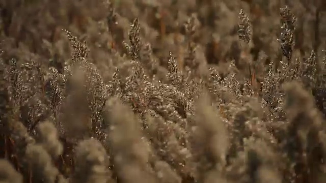 芦笛在顺天门湾国家生态公园拍摄视频素材