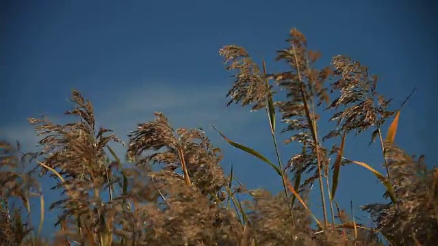 芦笛在顺天门湾国家生态公园拍摄视频素材