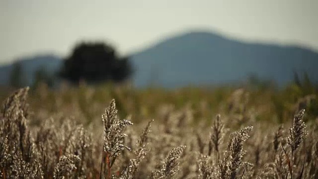 芦笛在顺天门湾国家生态公园拍摄视频素材