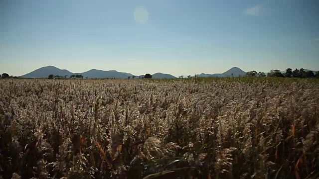 芦笛在顺天门湾国家生态公园拍摄视频素材