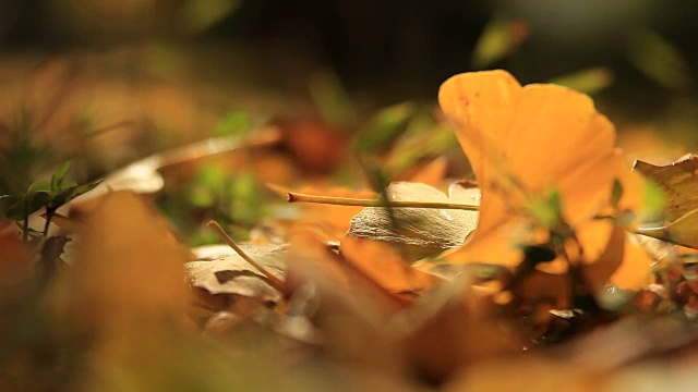 落下的银杏叶视频素材