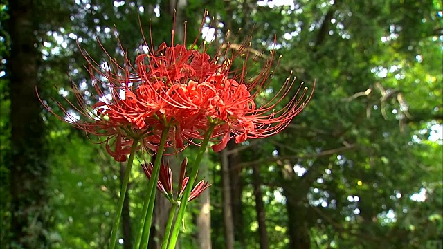 红蜘蛛百合的照片视频素材