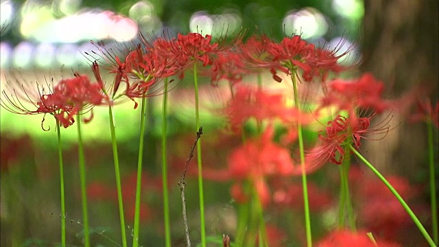 红蜘蛛百合的照片视频素材