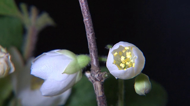 盛开的白花照片视频素材