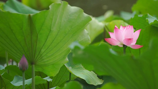 盛开的荷花围绕着绿色的叶子视频素材