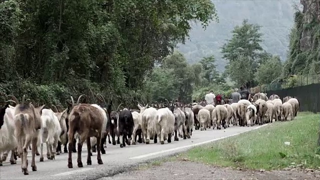 transsumanza绵羊和山羊视频素材