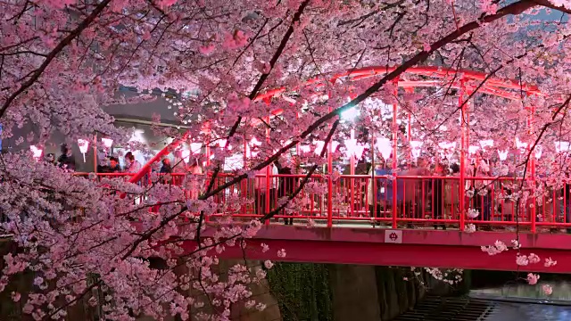 中目黑东京夜晚，人们在目黑河红色中野桥上观看一排排被照亮的樱花树。纸灯笼和灯照亮了樱花和河流。视频素材