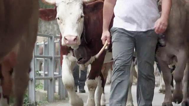 与牧师一起过渡奶牛视频下载