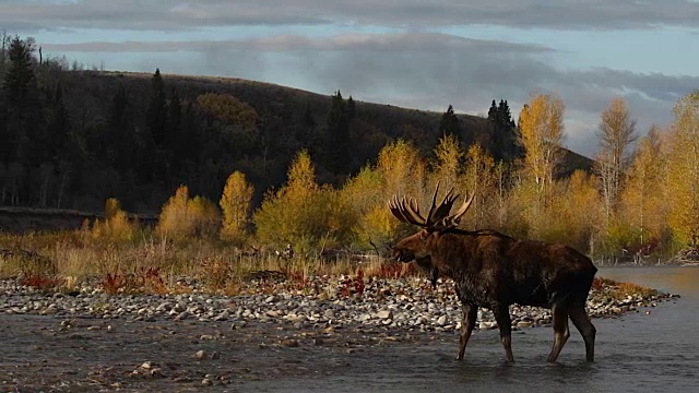 一只巨大的公驼鹿(Alces Alces)在秋天的树叶中穿过一条小溪视频素材