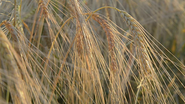 田间大麦穗(Hordeum vulgare)视频素材