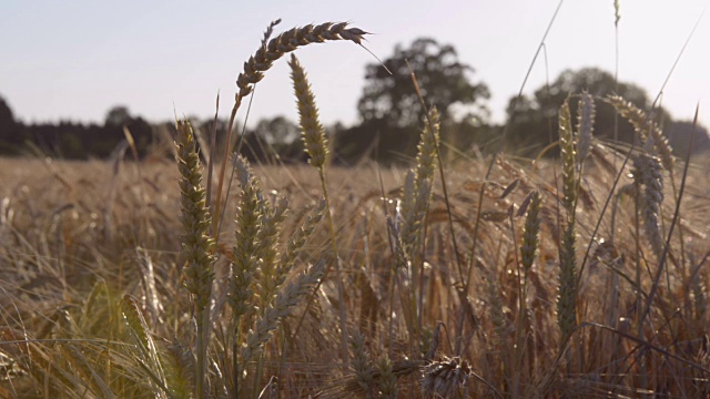 田间小麦穗(Triticum)视频素材