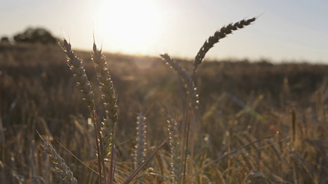 田间小麦穗(Triticum)视频素材