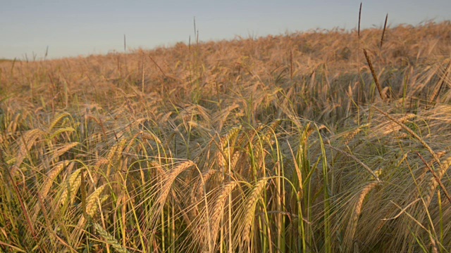 TD /麦田(Hordeum vulgare)视频素材