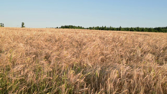 PAN /大麦田(Hordeum vulgare)视频素材